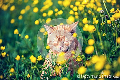 A red cat sits among the yellow flowers Stock Photo