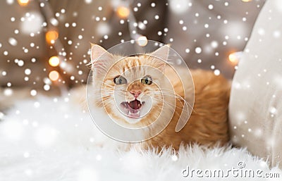 Red tabby cat at home on christmas Stock Photo
