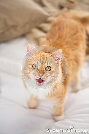 Red tabby cat mewing in bed at home Stock Photo