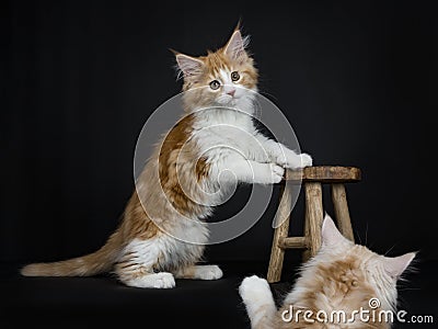 Red tabby high white Maine Coon cat / kitten Stock Photo