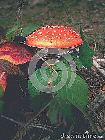 Red tadstool Amanita muscaria or fly agaric mushroom Stock Photo