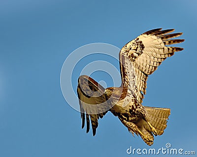Red Tail Hawk Stock Photo