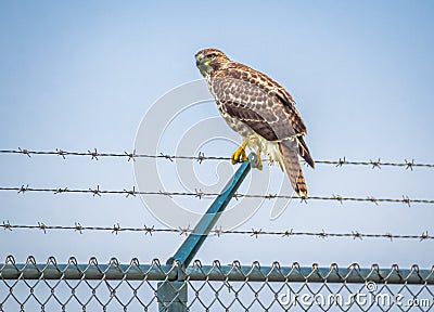 Red-tail Hawk on Barbed Wire Fence Stock Photo