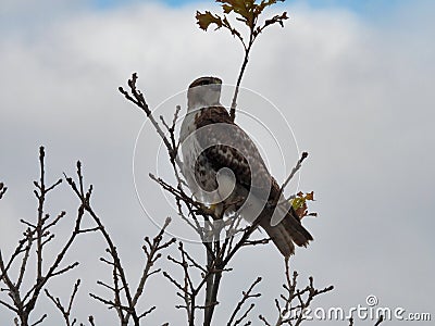 A Red-Tail Hawk Bird of Prey Turns Head to Look Backward Perched on Top Branch with Autumn Colored Leaves on Tree Top Stock Photo