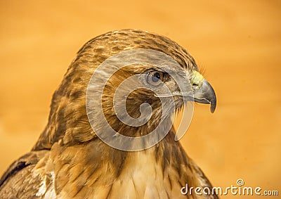 Red-tail Hawk Stock Photo