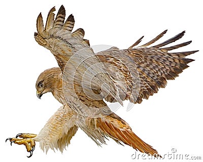 Red tail hawk landing attack draw on white vector. Vector Illustration