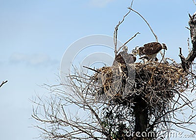 Red Tail Hawk quadruplets in Southern Saskatchewan Stock Photo