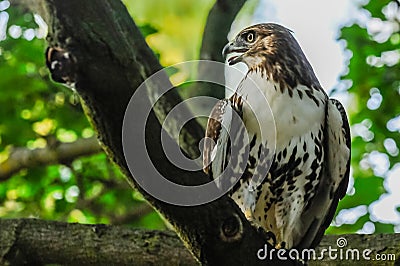 Red-tail hawk Stock Photo