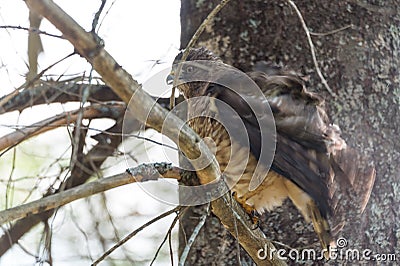 Red-Tail hawk on a tree branch, fluffs up and ruffles its feathers. Stock Photo