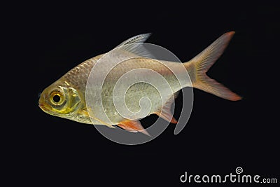 Red-tail Tinfoil Barb in the dark Stock Photo