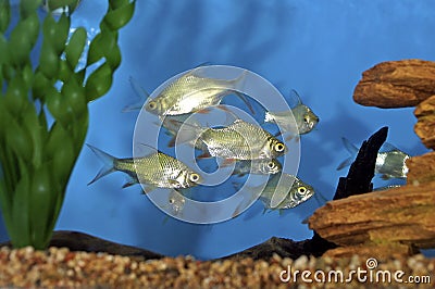Red Tail Tinfoil Barbs 606622 Stock Photo