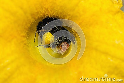 Red-tailed black bumblebee pollinating flower Stock Photo
