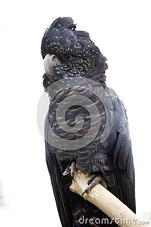 Red Tailed Black Cockatoo Stock Photo