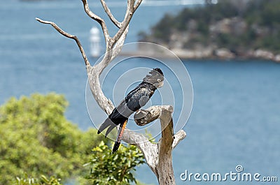 Red tailed black cockatoo Stock Photo