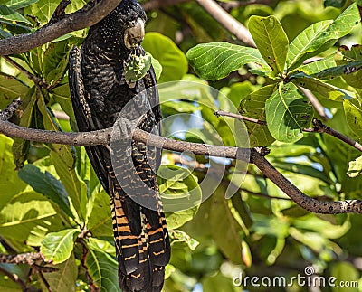Red-tailed black cockatoo Stock Photo