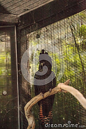 Red-tailed black cockatoo bird is called Calyptorhynchus banksii Stock Photo