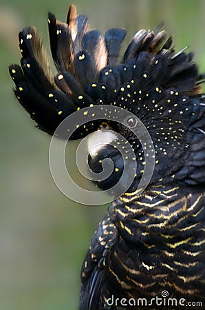 Red-tailed Black Cockatoo Stock Photo
