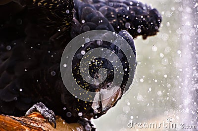 Red-Tailed Black Cockatoo Taking a Bath Stock Photo