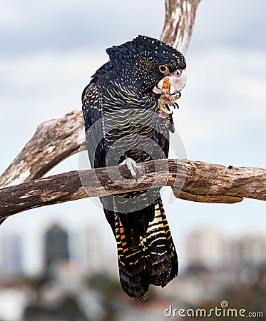 Red-tailed black cockatoos Stock Photo