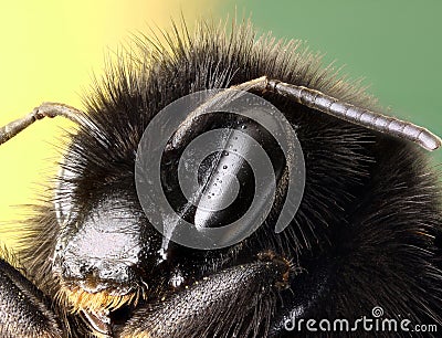 Red Tailed Bumble Bee macro profile Stock Photo