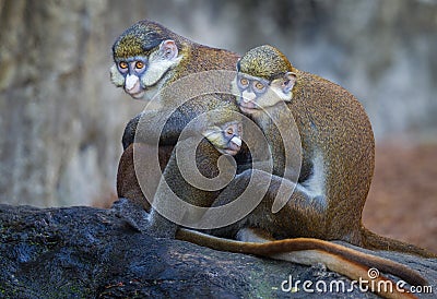 Red tailed Guenon monkey family Stock Photo