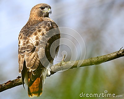 Red-Tailed Hawk Stock Photo