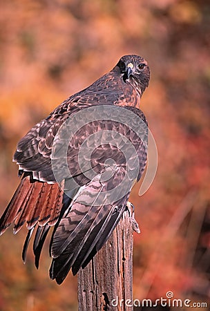 Red tailed hawk Stock Photo