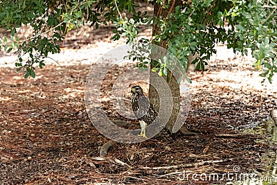 Red tailed hawk bird Buteo proportions stands on the ground Stock Photo