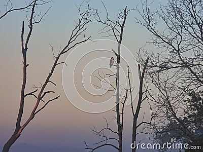 Red-Tailed Hawk Bird of Prey Raptor Observes from Perch on Bare Tree in the Morning Fog at Dawn Sunrise Stock Photo