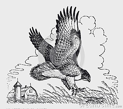 Red-tailed hawk buteo jamaicensis hunting a mouse in a field near a farm house Vector Illustration