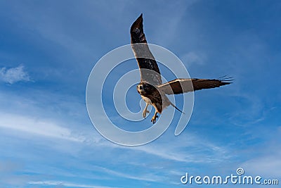 Red Tailed Hawk soaring through sky flying towards camera blue sky with clouds Stock Photo
