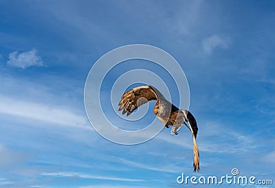 Red Tailed Hawk soaring through sky flying towards camera blue sky with clouds Stock Photo