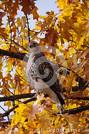Red-tailed Hawk in Central Park Stock Photo