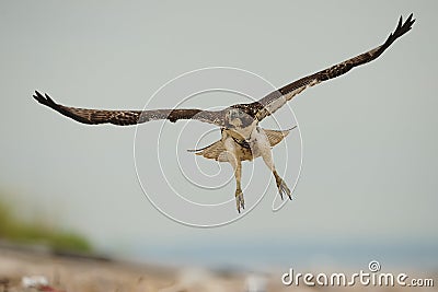 Red Tailed hawk in flight Stock Photo