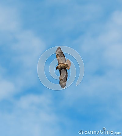 Red-tailed hawk gliding in the air Stock Photo