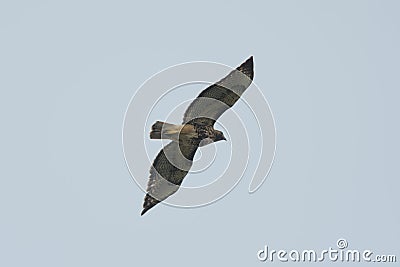 Red-tailed hawk gliding in the air Stock Photo