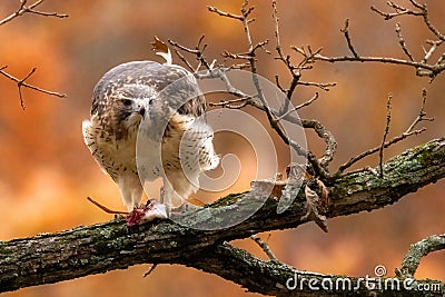 Red Tailed hawk after hunting Stock Photo
