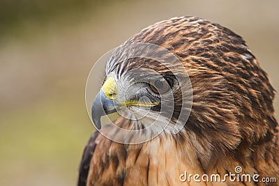 Red-tailed Hawk Stock Photo