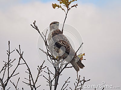 Red tailed hawk perched on branch: Gorgeous bird of prey raptor perched high on tree top Stock Photo