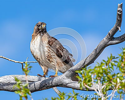 Red Tailed Hawk perched and flying along the Gros Ventre Road Stock Photo