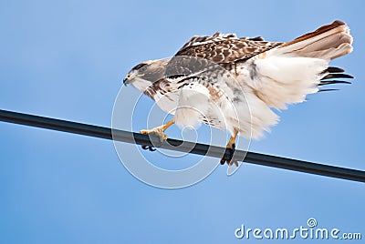 Red-Tailed Hawk Perched on Wire Stock Photo