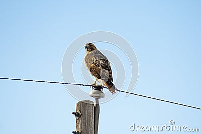 Red Tailed Hawk Resting Atop a Utility Pole Stock Photo