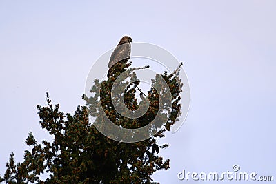 Red-tailed hawk resting on top of the tree Stock Photo