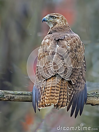 Red-Tailed Hawk Stock Photo