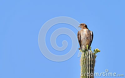 Red Tailed Hawk Sitting on a Saguaro Cactus Stock Photo