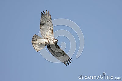 Red-tailed Hawk Soaring Stock Photo