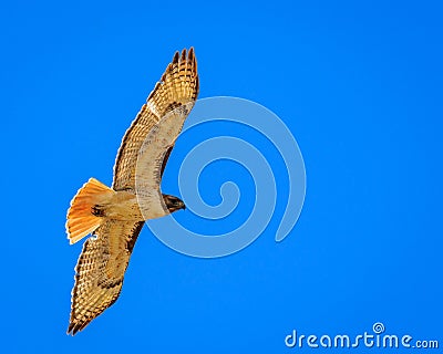 Red tailed hawk soaring against blue sky Stock Photo