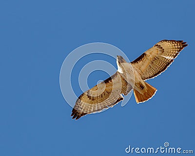 Red tailed hawk soaring against cloudless sky Stock Photo