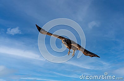 Red Tailed Hawk soaring through sky flying towards camera blue sky with clouds Stock Photo