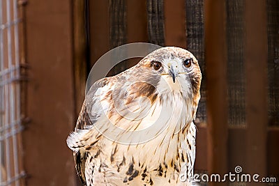 A red-tailed hawk standing in its enclosure. Stock Photo